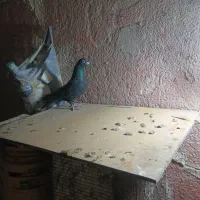 کفتر صید قلدر|پرنده|مشهد, شهرک شیرین|دیوار