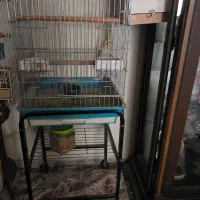 عروس هلندی نر|پرنده|تهران, شهران جنوبی|دیوار