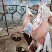 بره نر تعاونی زیر قیمت بازار به مدت محدود