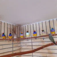 فنچ گلدین مولد نروماده مست جوان شاداب در فضای آزاد