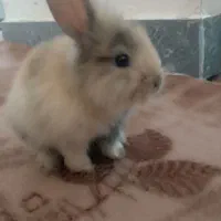 فروش و یا معاوضه
