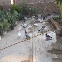 کفترپرشی خوش رنگ بشرطسالم