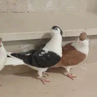 کفتر ساده|پرنده|گرمخان, |دیوار