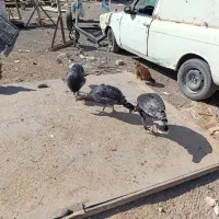 بقلمون خانگی ومرغ خانگی همش جوان تازه به تخم امده