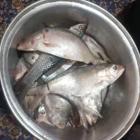 پاک کردن میگو و ماهی