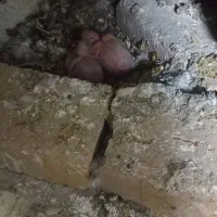 کبوتر|پرنده|سامن, |دیوار