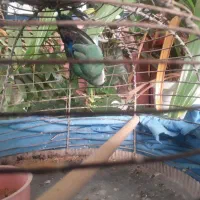 طوطی کوتوله برزیلی|پرنده|اصفهان, مسجد مصلی|دیوار