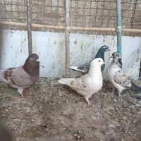 کبوتر|پرنده|آران و بیدگل, |دیوار