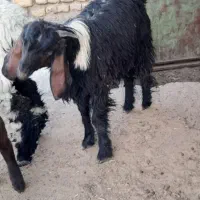 کره|حیوانات مزرعه|صابری, |دیوار