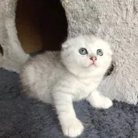 زیباترین گربهها برای شما (بریتیش/اسکاتیش/پرشین)|گربه|اصفهان, جلفا|دیوار