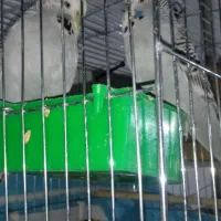 یک جفت مولد مرغ عشق انگلیسی و دو عدد عروس هلندی|پرنده|هشتگرد, هشتگرد قدیم|دیوار