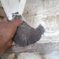 کبوتر دم سفید ۴عدد ابهر|پرنده|ابهر, |دیوار