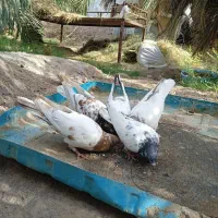 کفتر کله ای