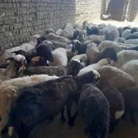 فروش انواع بره|حیوانات مزرعه|قم, شهر قائم|دیوار