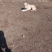 سلام سگ ماده سراب ۸ ماهه|سگ|سنندج, |دیوار