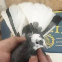 کفتر شازده.پرشتی عتیقه|پرنده|ملایر, |دیوار