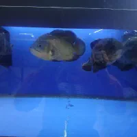 اسکار بزرگ پر جنب و جوش