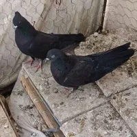 کبوتر اصفهانی روزگاری