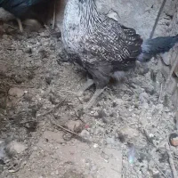 جوجه خروس جوجه مرغ محلی  و بلدرچین زینتی