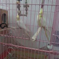 یک جفت عروس هلندی بالغ