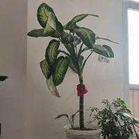 گل دیفن باخیا