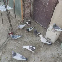 بهبهانی درجه یک|پرنده|شیراز, تندگویان|دیوار