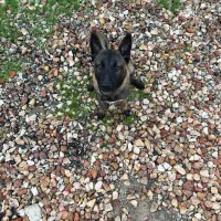 سگ مالینویز