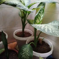 گل آپارتمانی