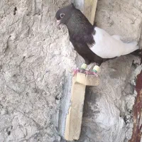 ماده سینیی درجه یک