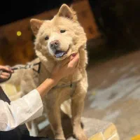 واگذاری سگ چاوچاو