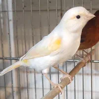 انواع قناری|پرنده|مرودشت, ابوذر شمالی|دیوار