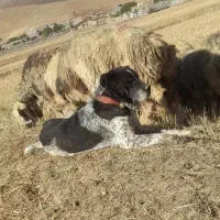 سگ گله|سگ|شهرکرد, |دیوار