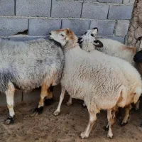 فروش میش و کر میش