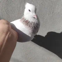 گمشده|حیوانات|یاسوج, |دیوار