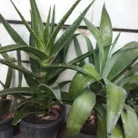 گل وگیاه