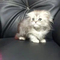 اسکاتیش لانگ هیر نر و اسکاتیش مو کوتاه نر