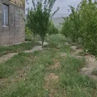 یک قطعه باغ مثمر2000متر
