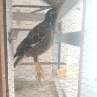 مرغ مینا سخنگو اصلی|پرنده|بیرجند, |دیوار