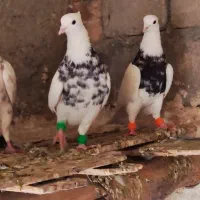 طوقی|پرنده|کنگاور, |دیوار