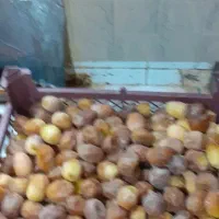فروش رطب درجه یک