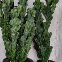 کاکتوس صخره ای بسیار زیبا