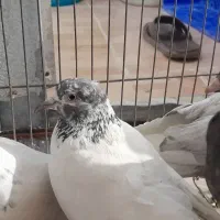 کبوتر و اشعل سری ۲۰۰