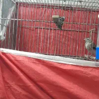 سهره.کبوتر|پرنده|کرمانشاه, |دیوار