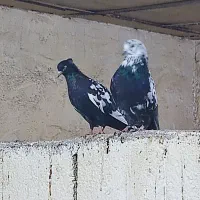 تخم مرغ،جوجه و مرغ و خروس گلین،کبوتر قدیمی|حیوانات مزرعه|نجفآباد, شهدا|دیوار