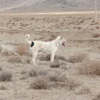 سگ بزرگ نگهبان اصل اصل