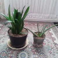گل طبیعی|گل و گیاه طبیعی|بجنورد, |دیوار