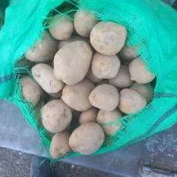 سیب زمینی|خوردنی و آشامیدنی|اصفهان, شیخ اشراق|دیوار