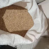 گندم درجه یک برای پخت نان