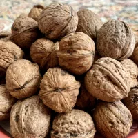 فروش گردو