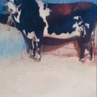 گاو سیمینتال شیش ماه نیم حامله